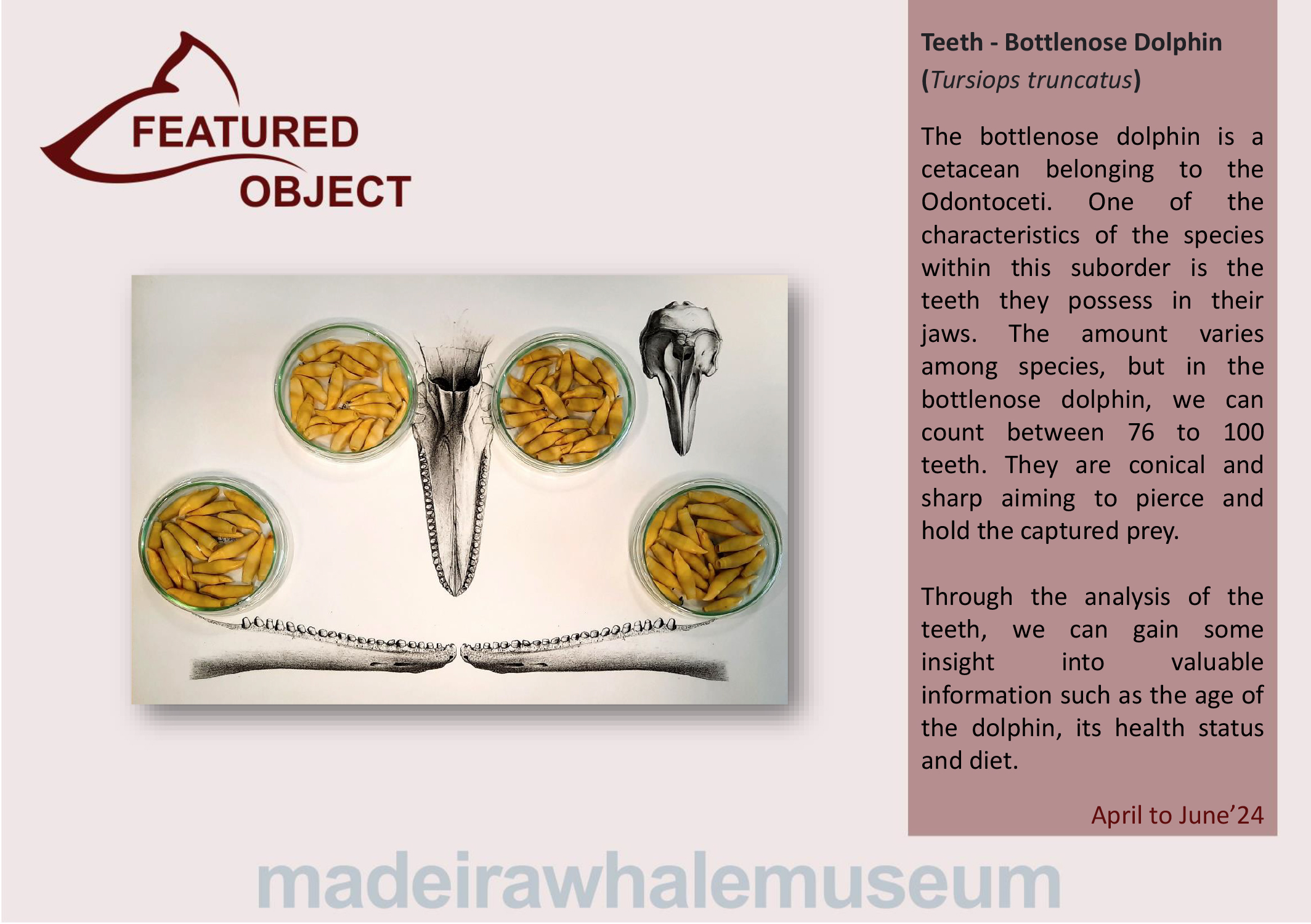 Pea em destaque - 2 trimestre 2024-Ingl