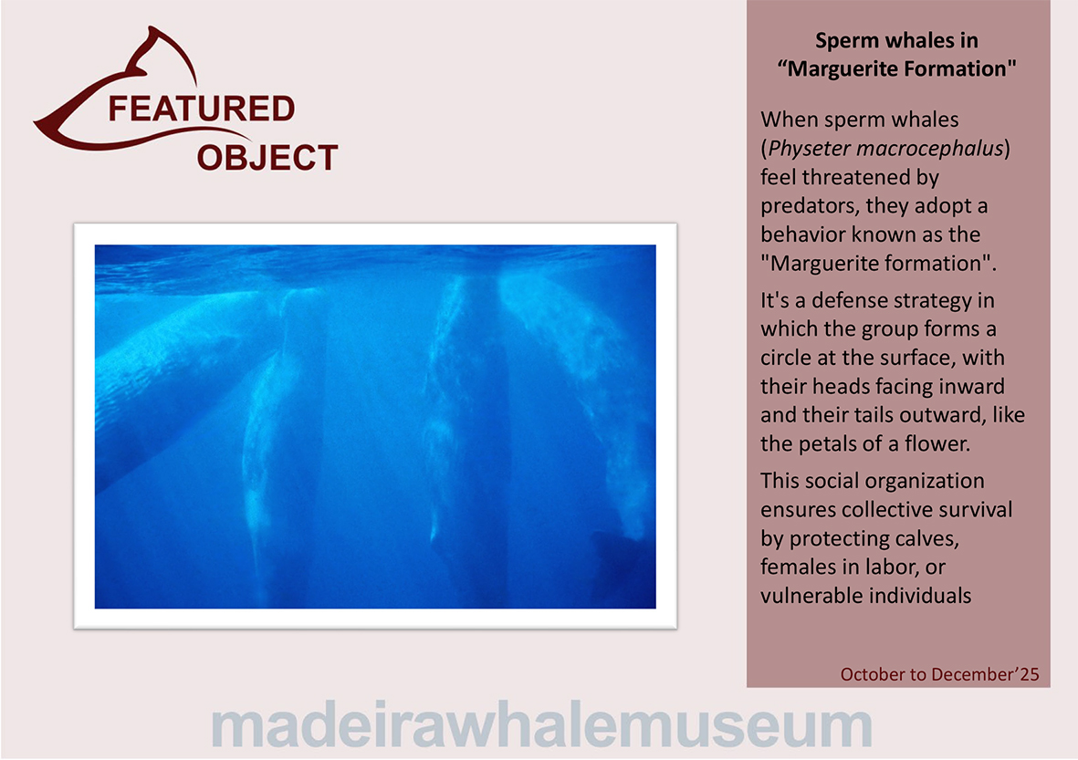 Peca em destaque - 4 trimestre 2025-ing