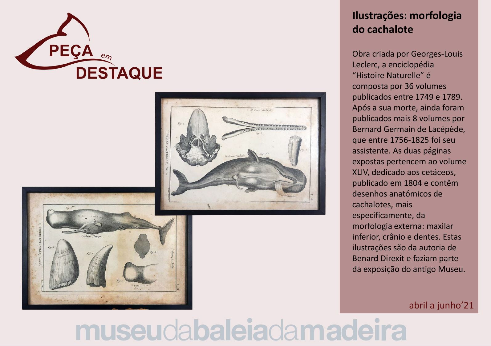 Peca em destaque - 2 trimestre 2021