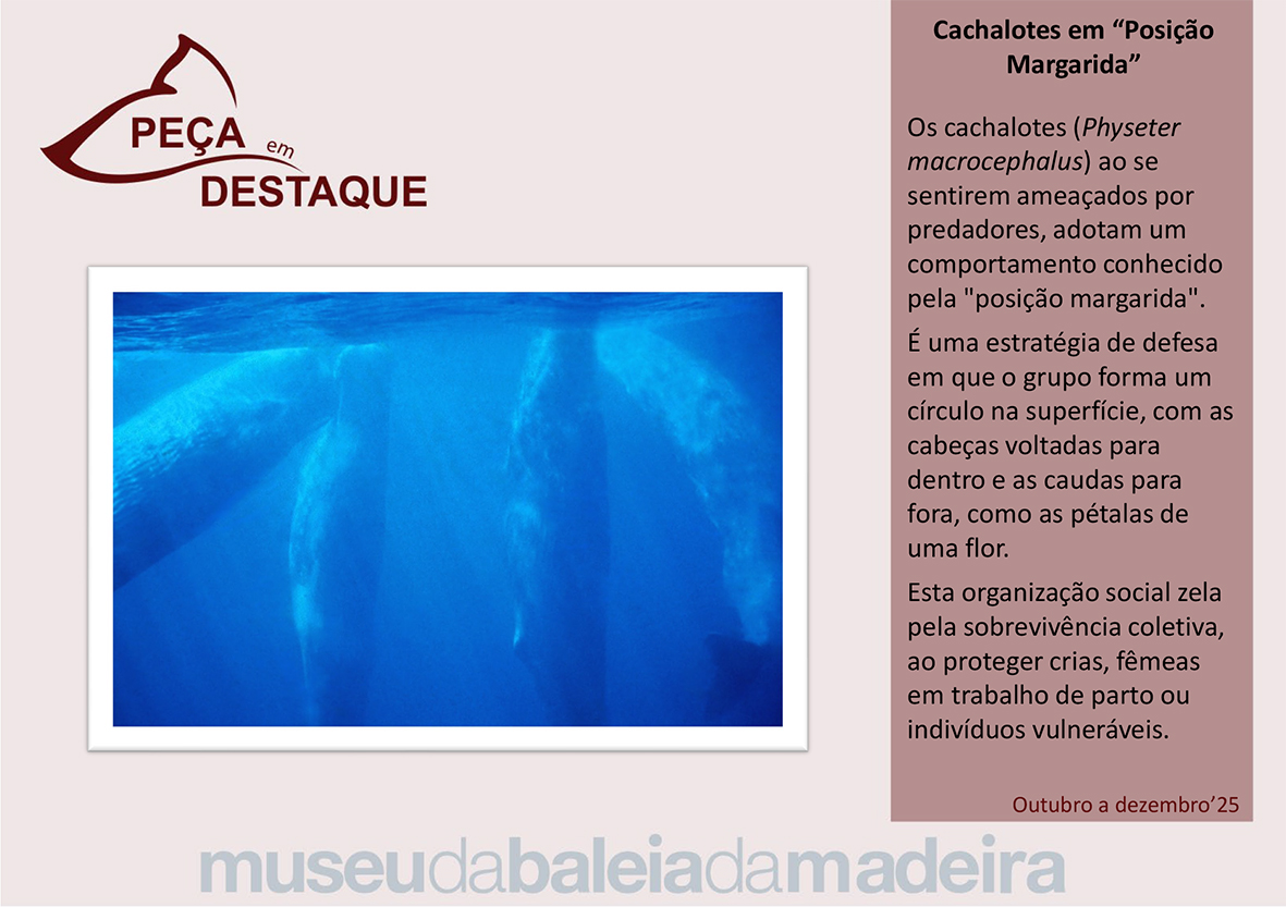 Peca em destaque - 4 trimestre 2025-port