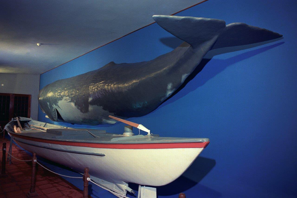 Baleeira original, a motor e em contraplacado marítimo, num cenário onde também figura um semi-modelo de um cachalote à escala real (imagem gentilmente cedida por Manuel Nicolau)