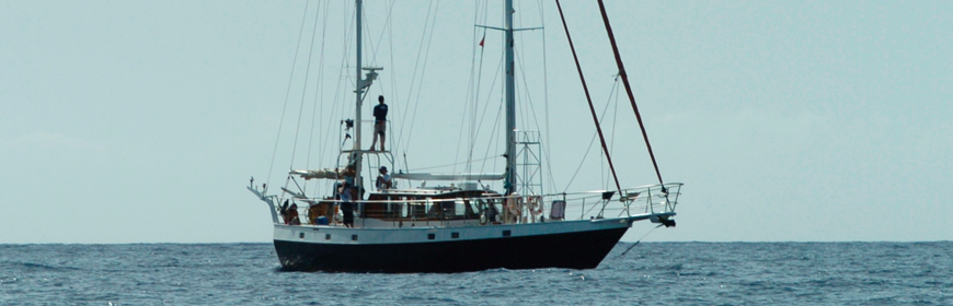 Ciência no Museu da Baleia da Madeira
