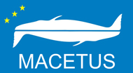 Macetus